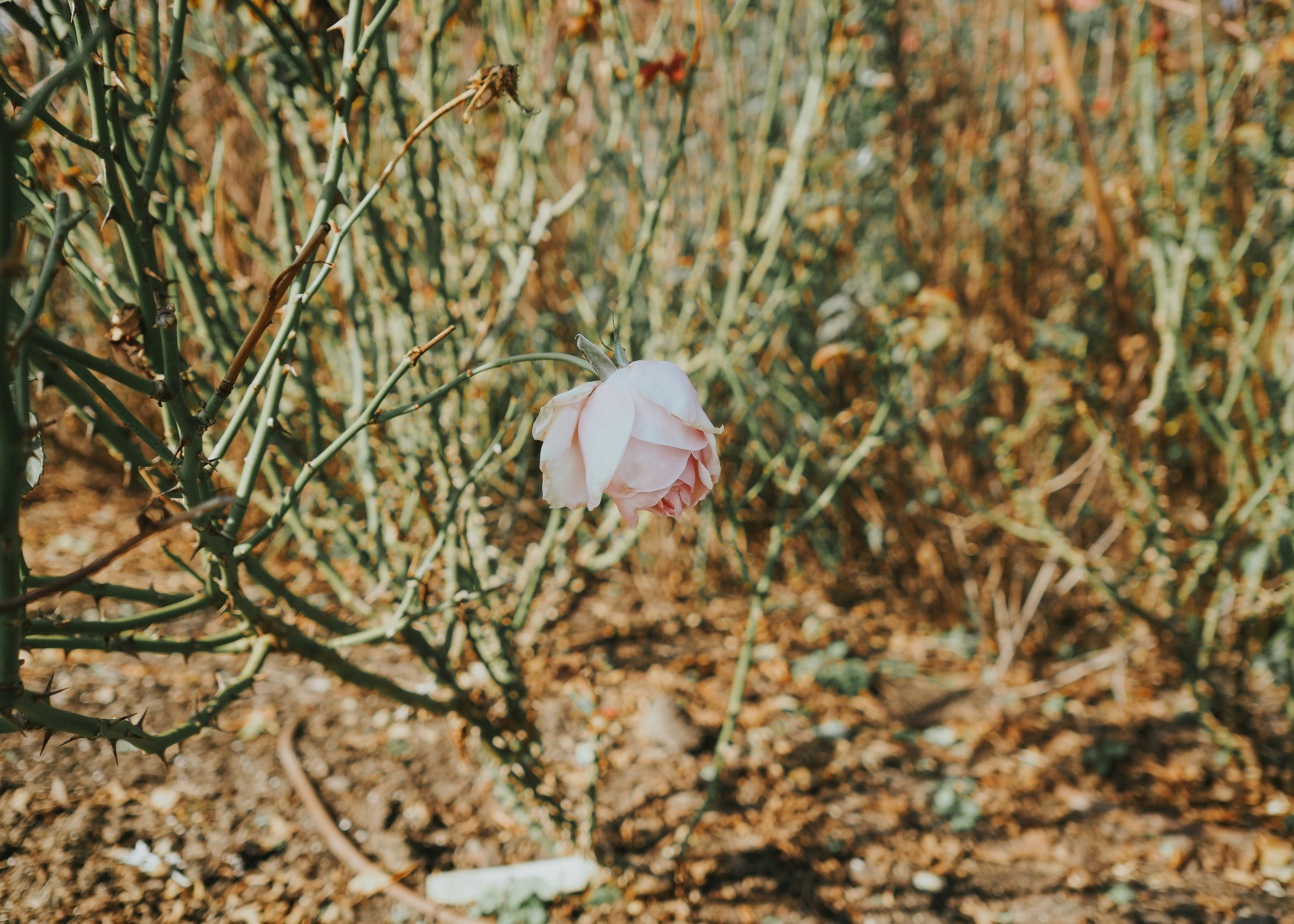 Photo by fieldworkframes