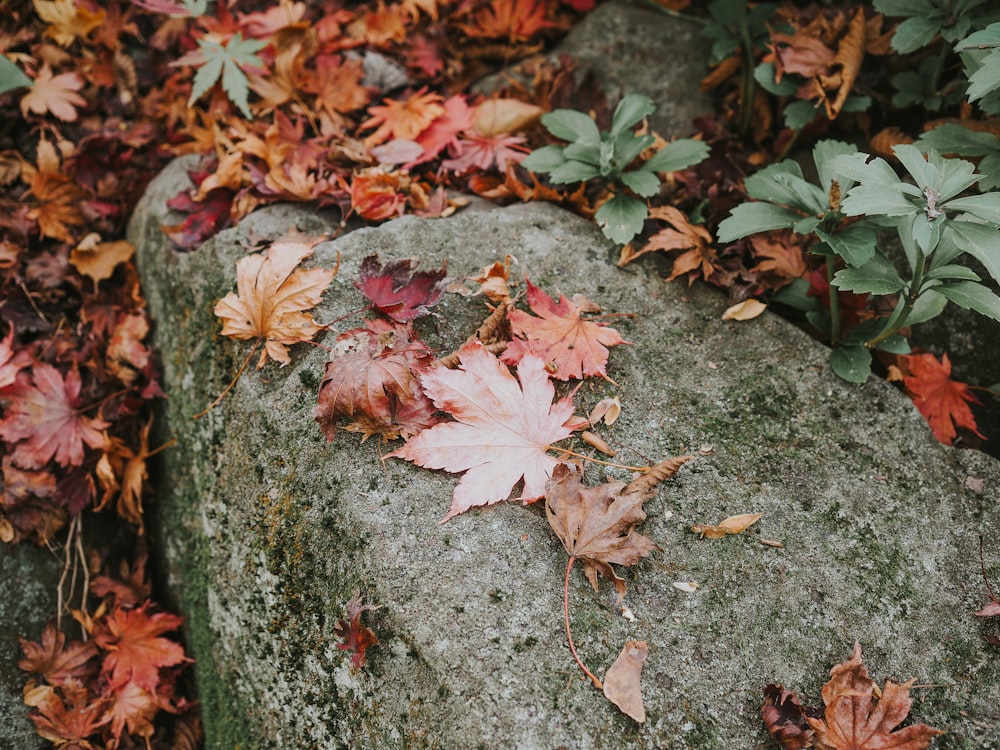 a bunch of leaves that are on a rock