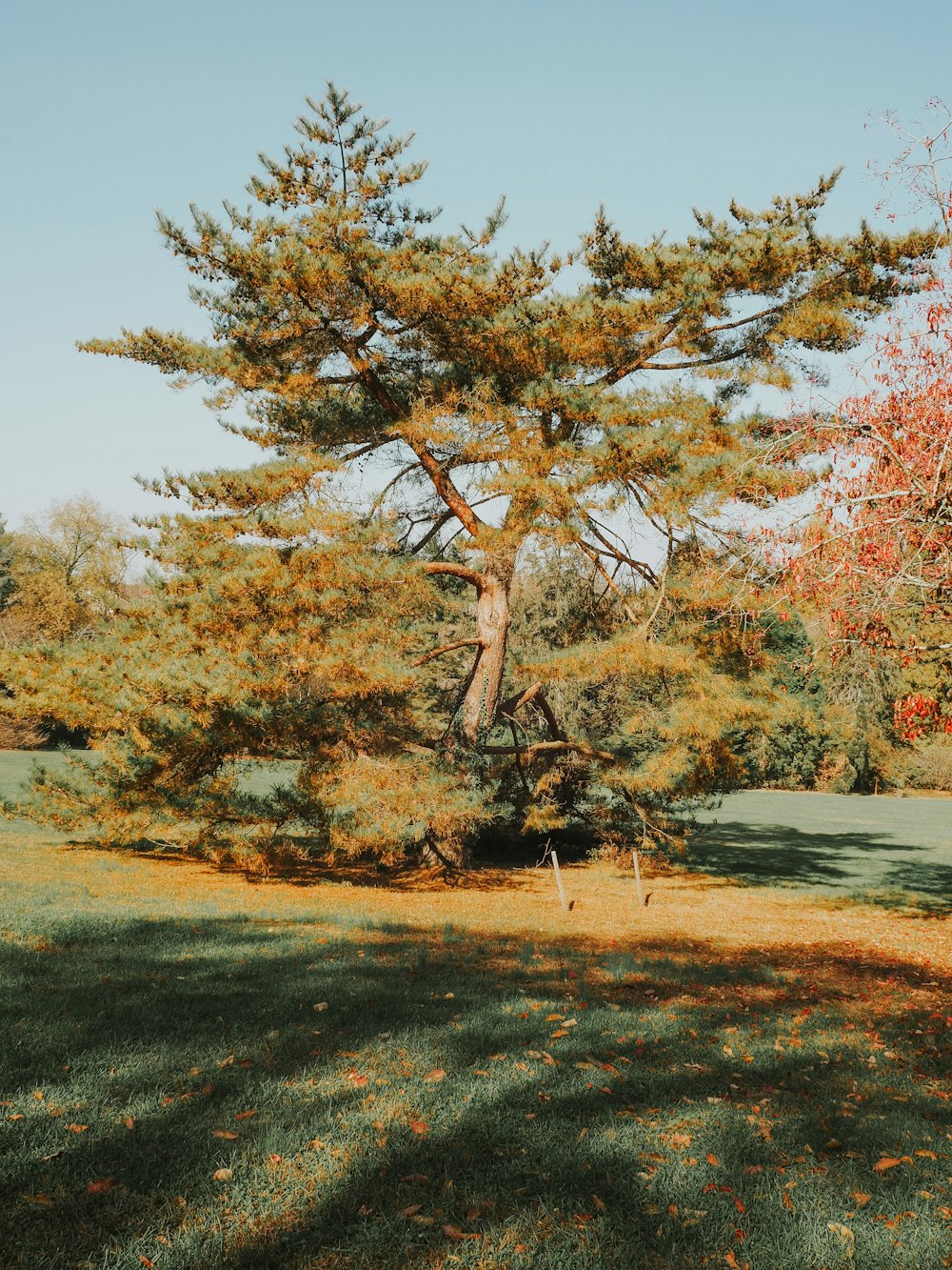 a large pine tree in the middle of a park