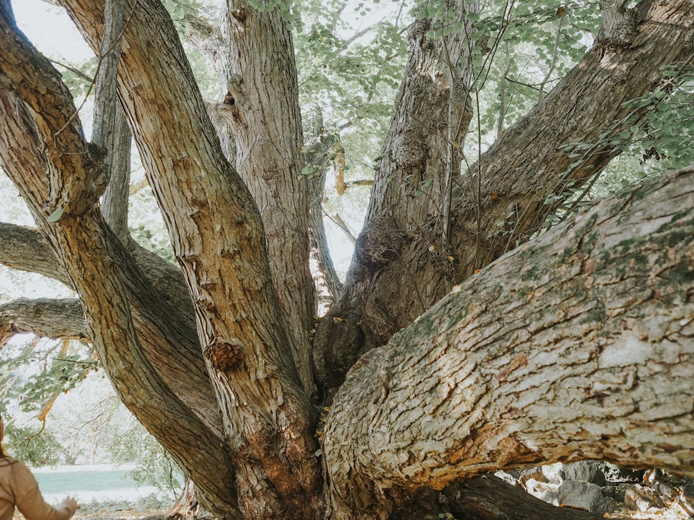 a woman sitting on a bench under a large tree