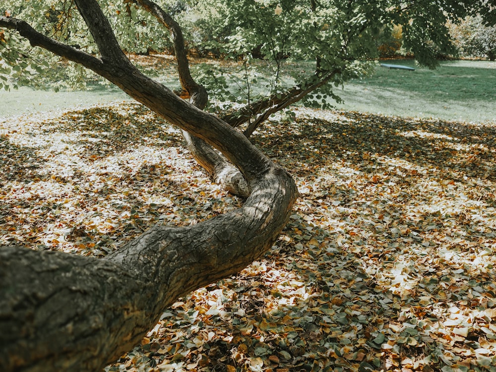 a tree that has fallen leaves on it