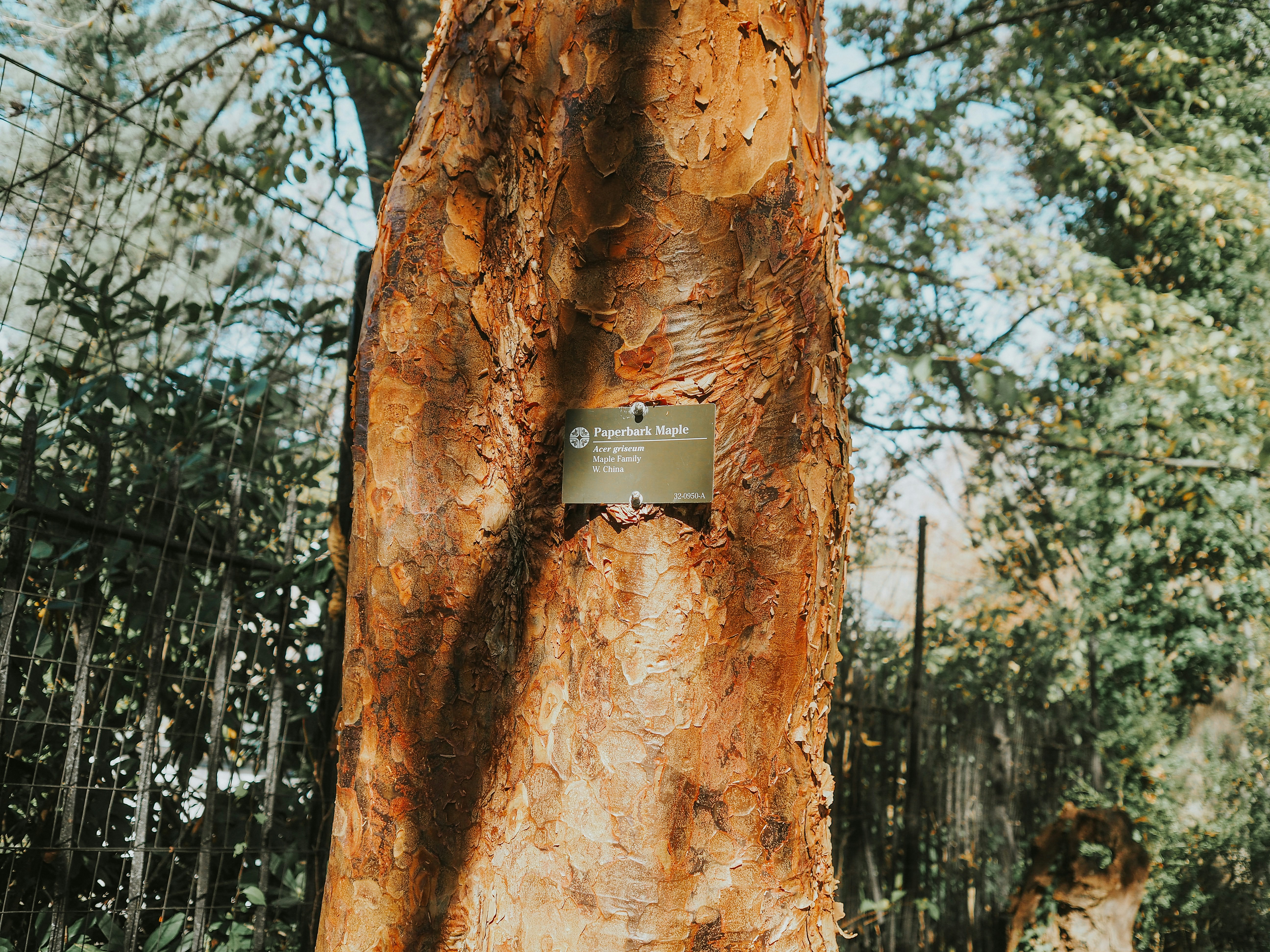 Tree with sound barrier sign