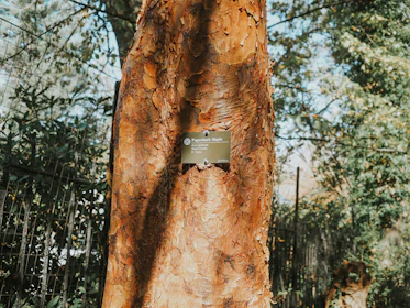 A specialist discussing tree care options with a homeowner beside a maple tree.