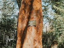 A close-up view of a tree with peeling, textured bark that reveals a range of warm tones. A small metal plaque is affixed to the trunk, displaying the name 'Paperbark Maple'. Surrounding the tree are lush green leaves and a metal fence in the background.