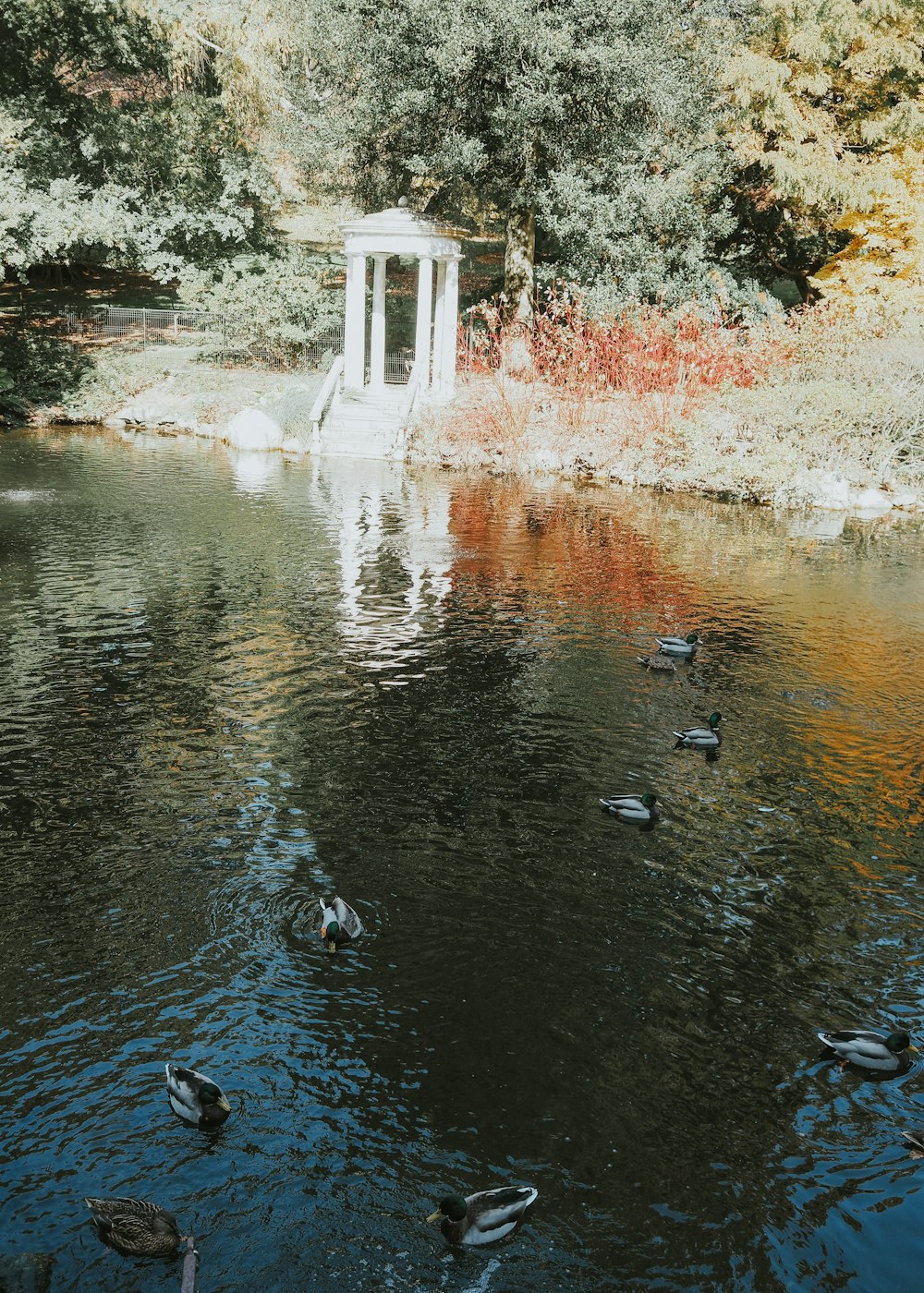 a group of ducks swimming in a pond