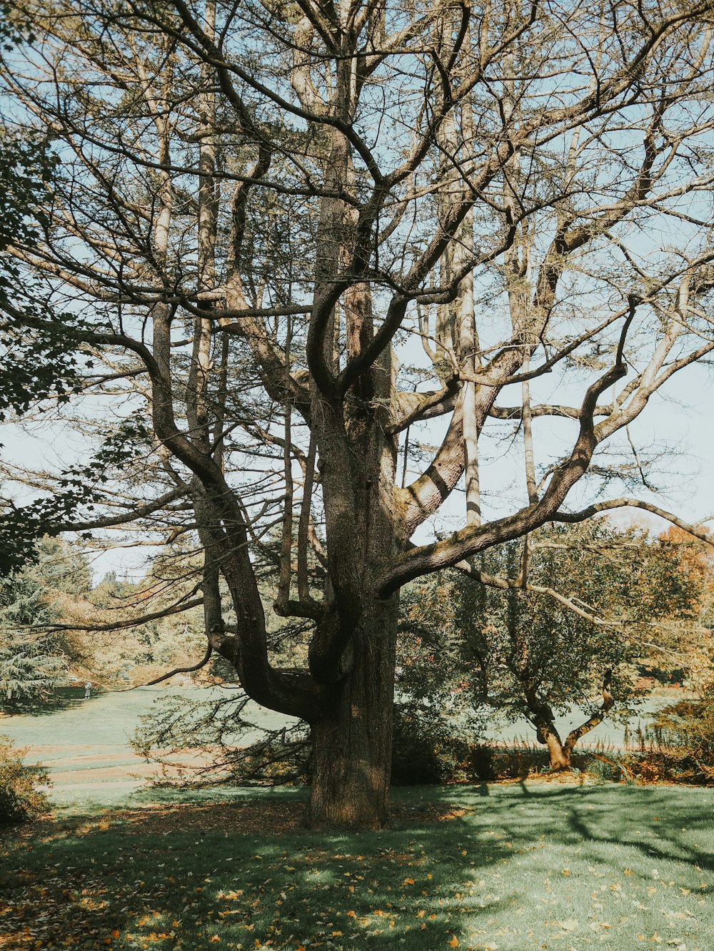 a large tree in the middle of a park