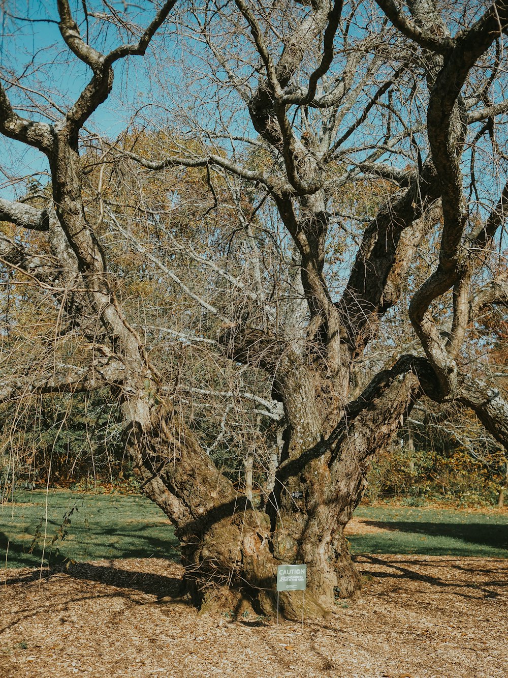 a large tree with no leaves in a park