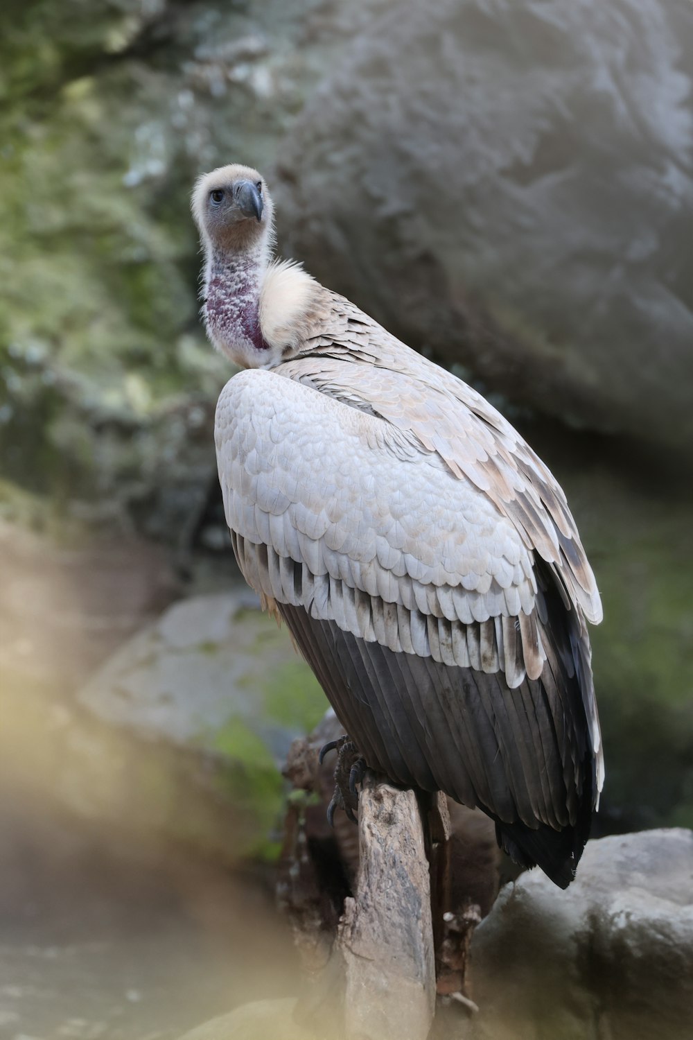 a large bird sitting on top of a wooden post