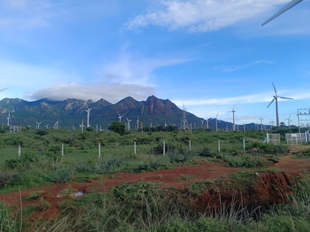 A landscape featuring numerous wind turbines spread across a green field, with a mountain range in the background under a partly cloudy blue sky. Vegetation and a dirt path are visible in the foreground, enclosed by a fence.