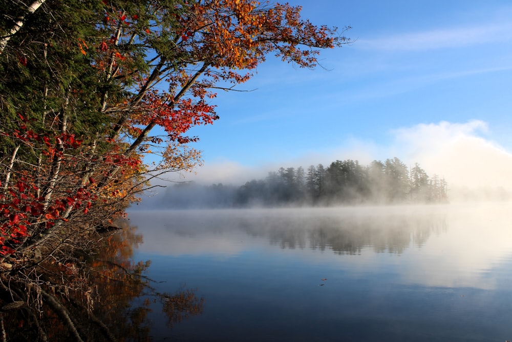 a body of water surrounded by trees and fog