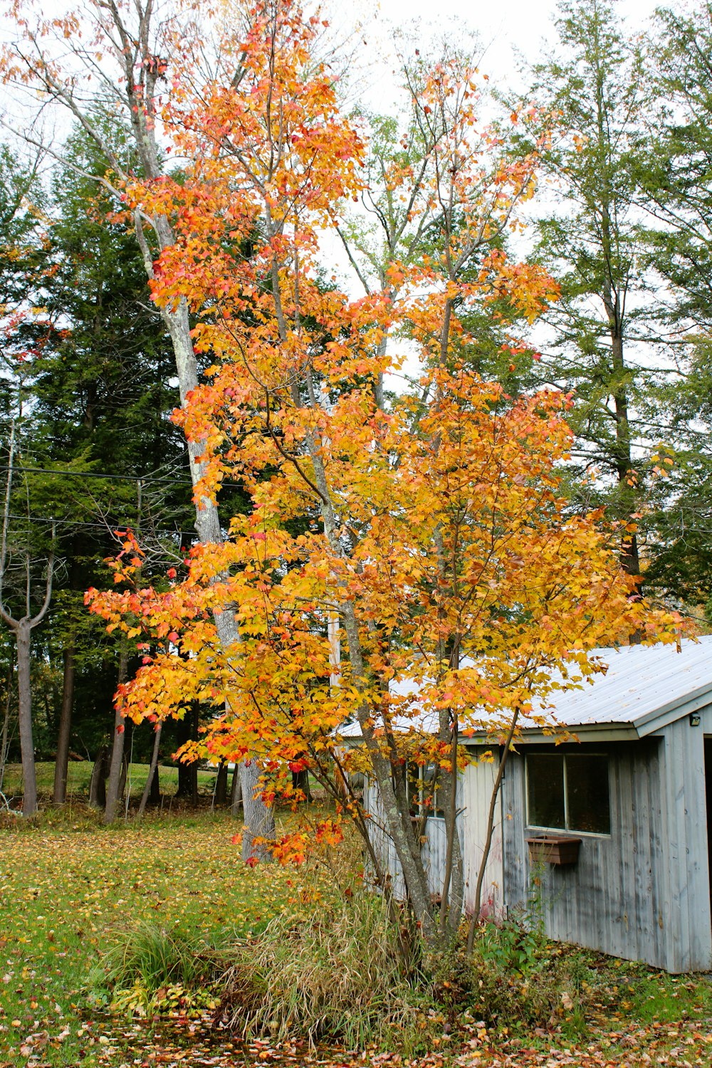 a small shed with a tree in front of it