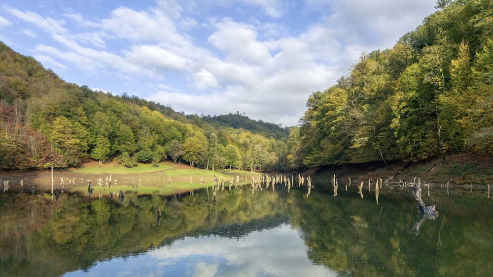 a body of water surrounded by a forest