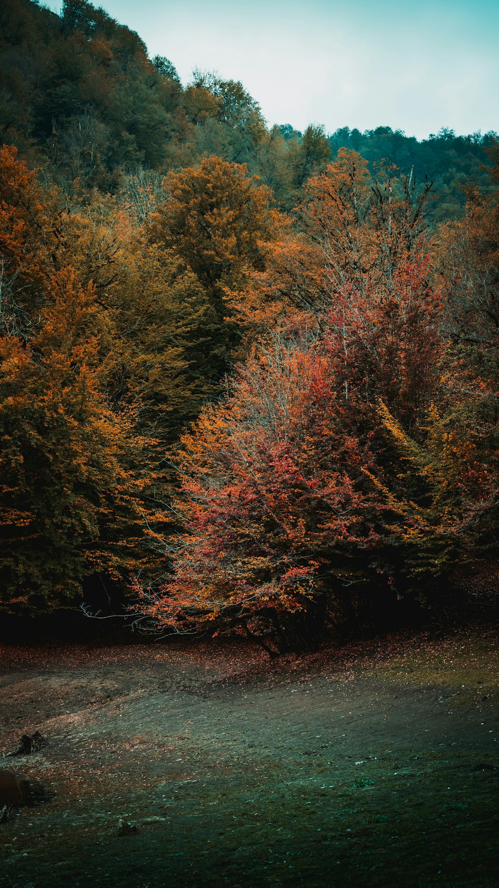 a forest filled with lots of colorful trees