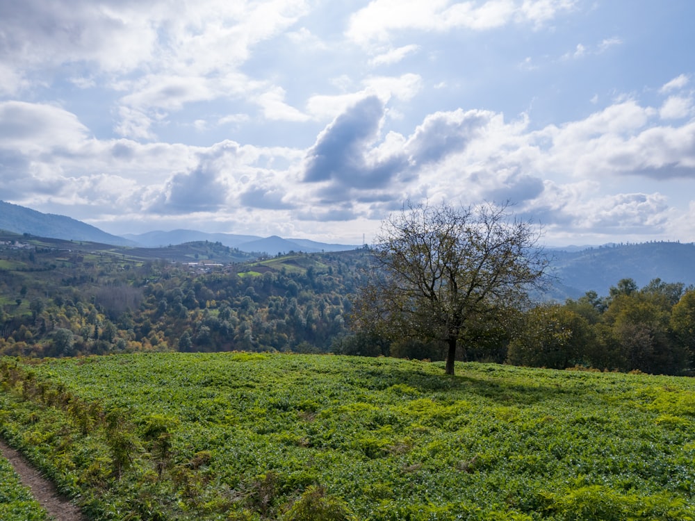 a lone tree in a grassy field with mountains in the background