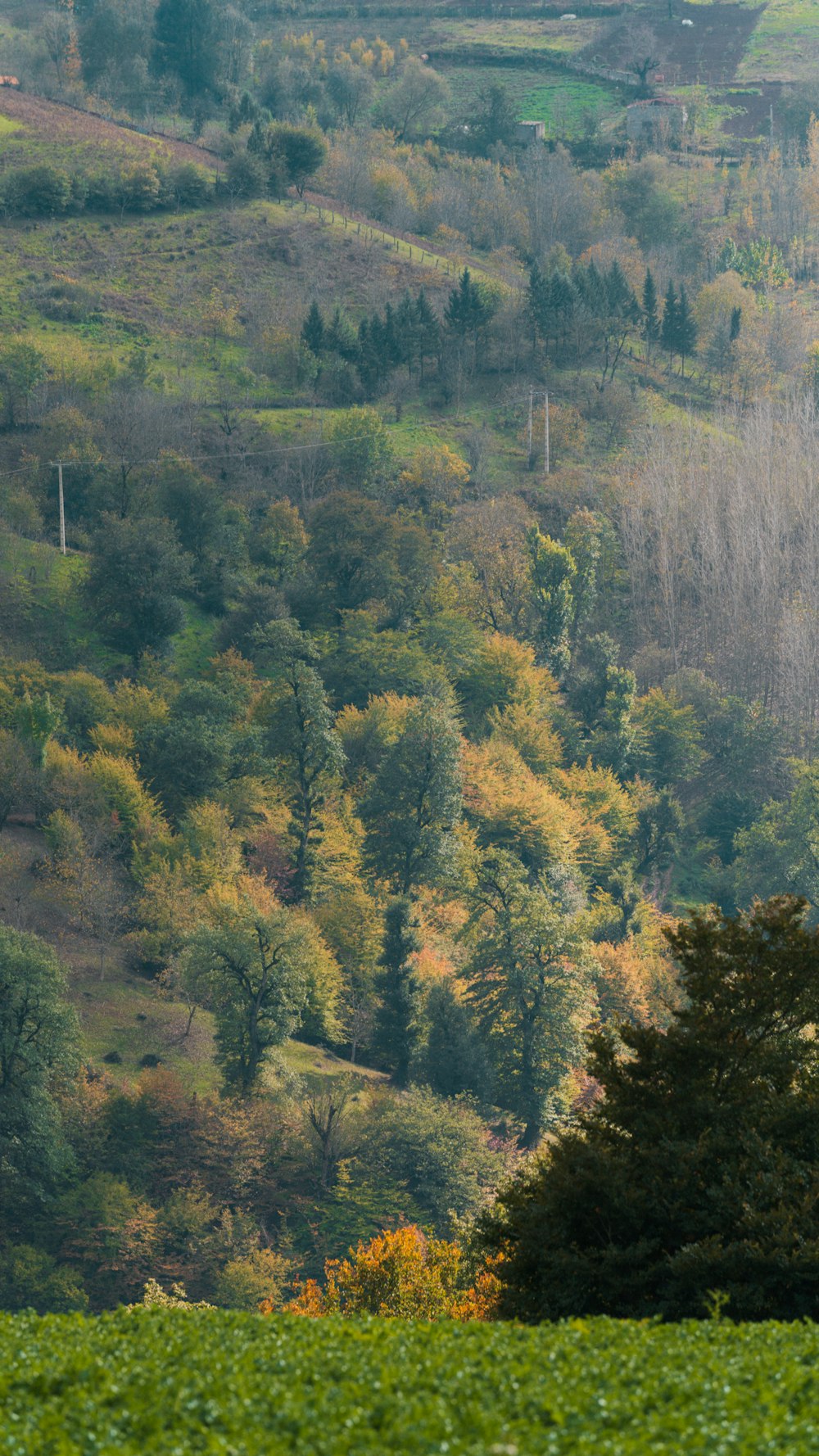 a lone tree in a field with a hillside in the background