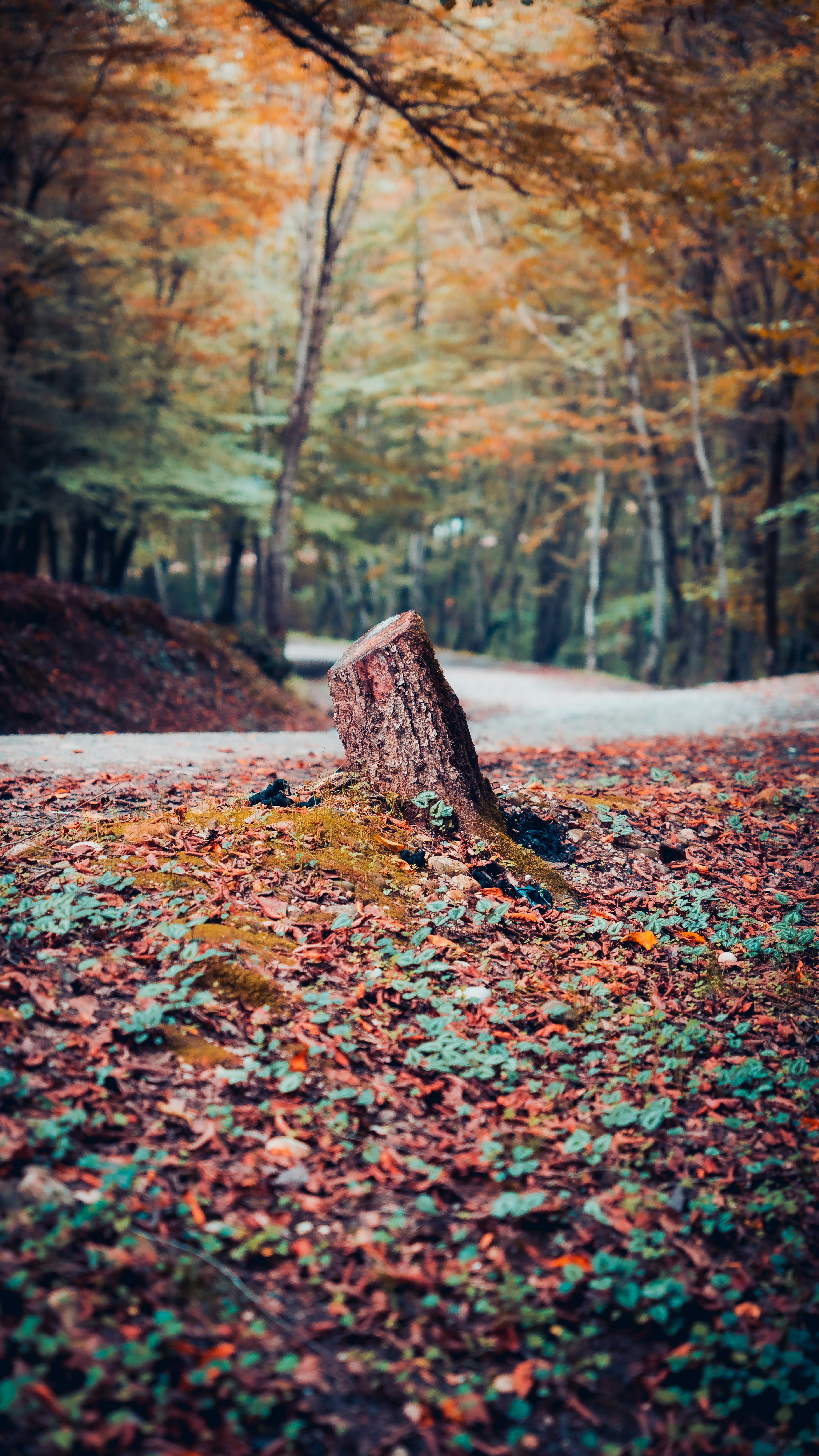 a tree stump in the middle of a forest
