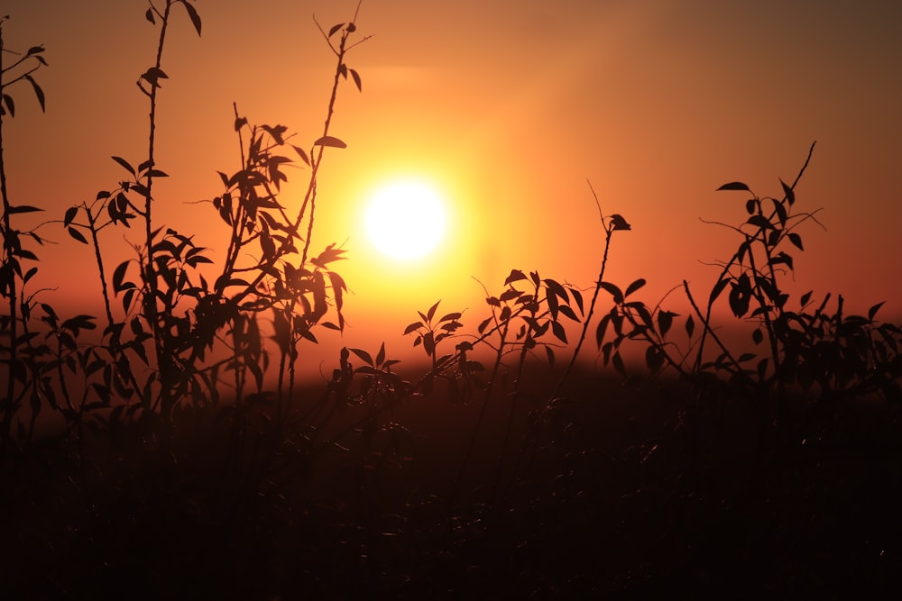 the sun is setting over a field of plants