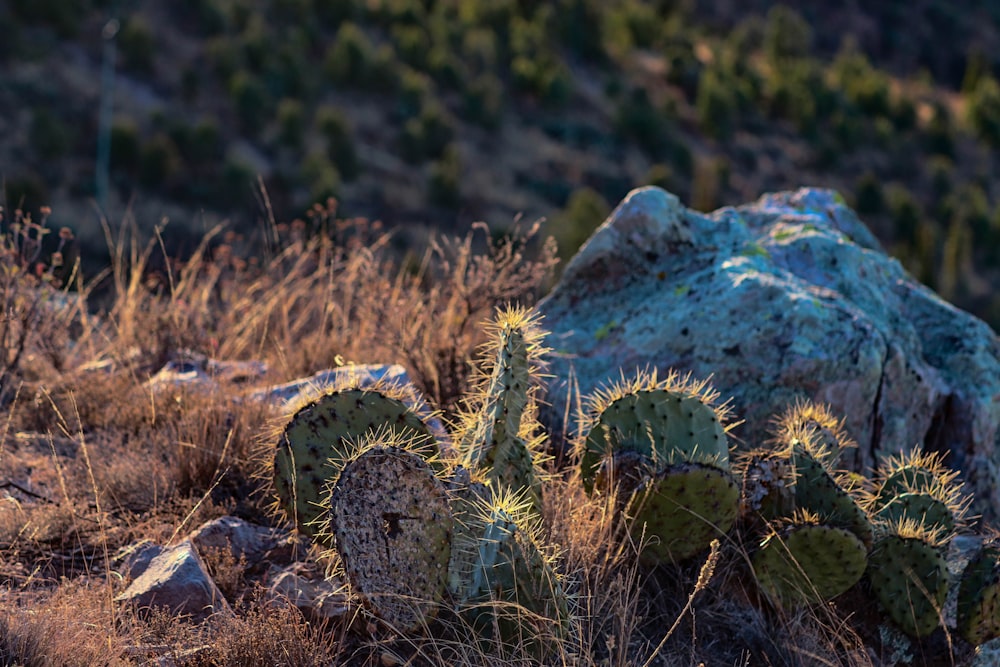 a group of cactus plants in the desert