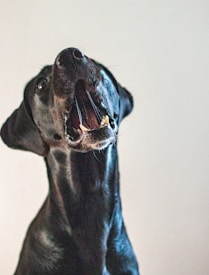 A black dog with its head tilted back and mouth open, showcasing its teeth. The background is plain and neutral, highlighting the dog’s expressive posture.