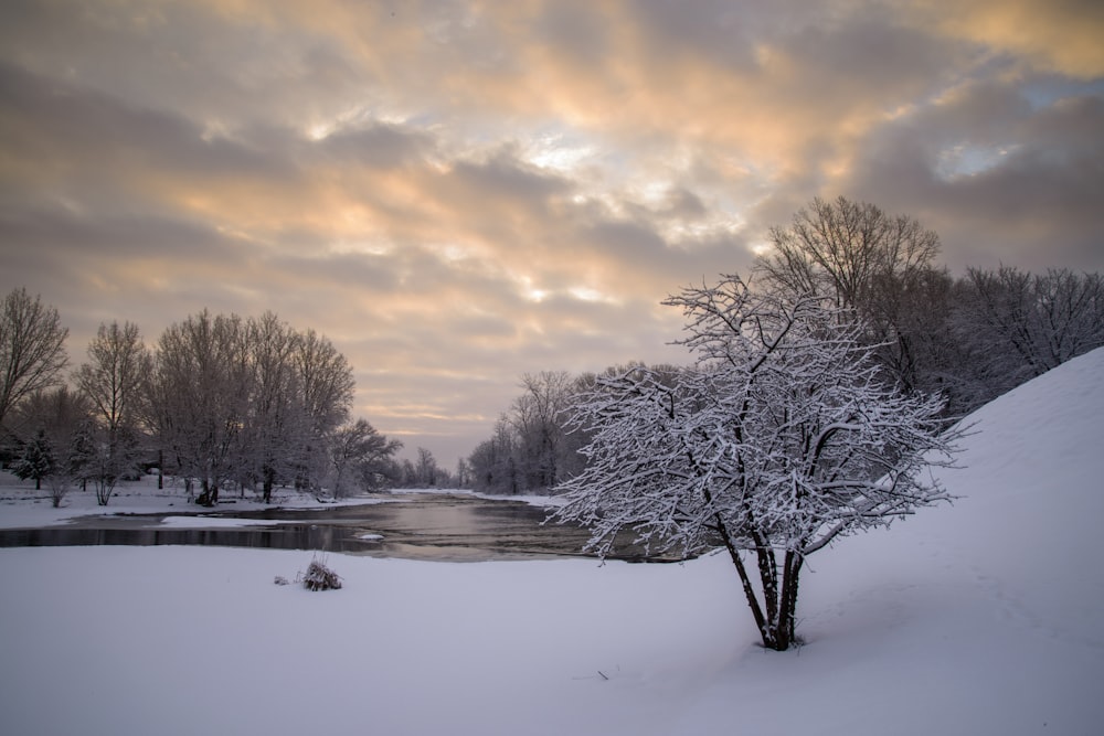 un albero coperto di neve vicino a uno specchio d'acqua