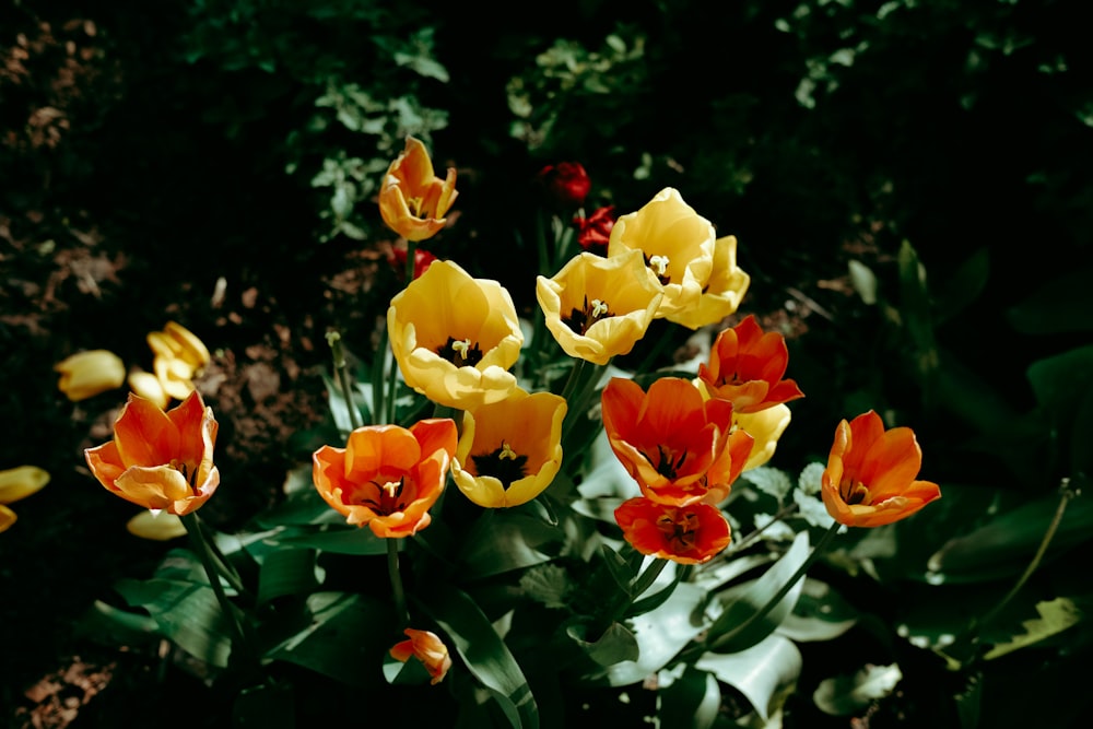 a group of orange and yellow flowers in a garden