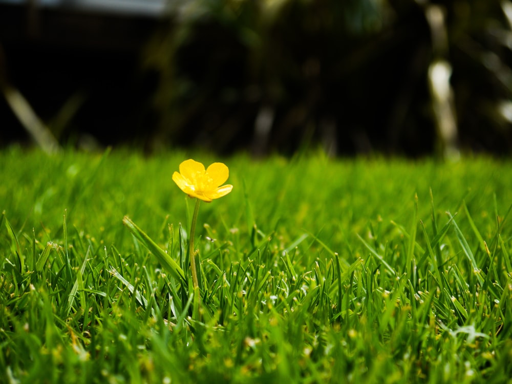 a single yellow flower sitting in the middle of a green field