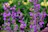 Close-up of vibrant flowers attracting bees and butterflies in a lush garden.
