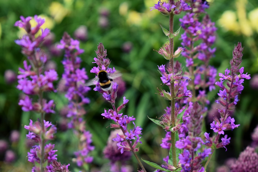 una abeja sentada encima de una flor púrpura