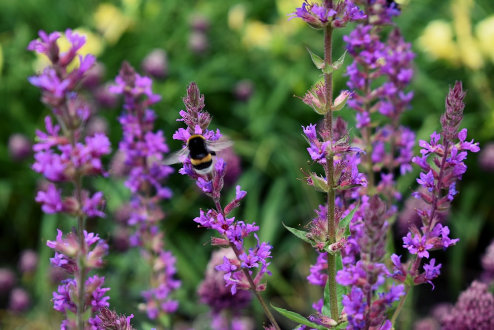 a bee sitting on top of a purple flower