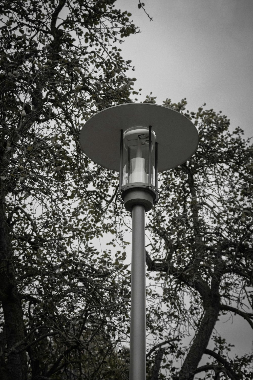 a street light in front of a tree