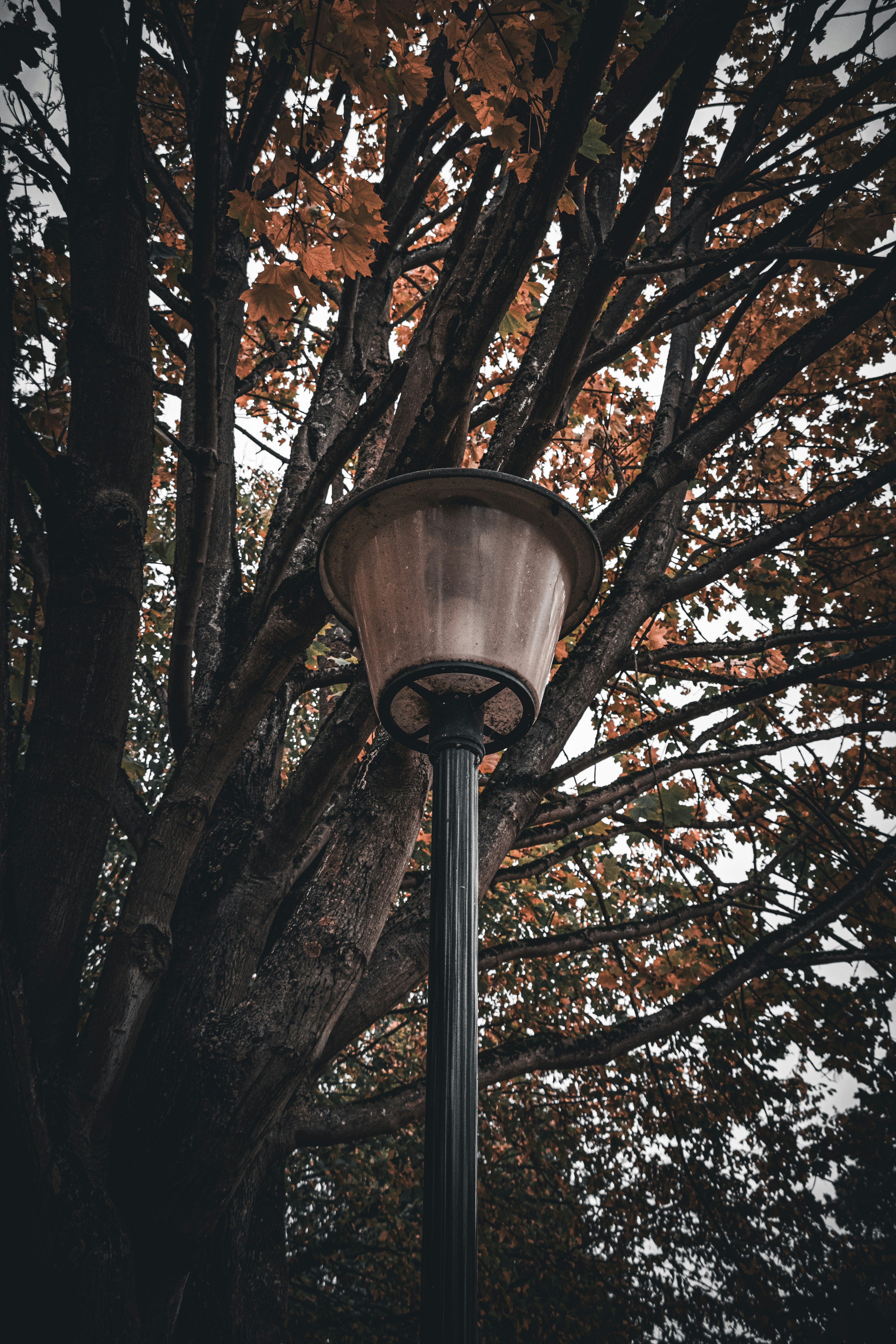 Photo by sorinbasangeac