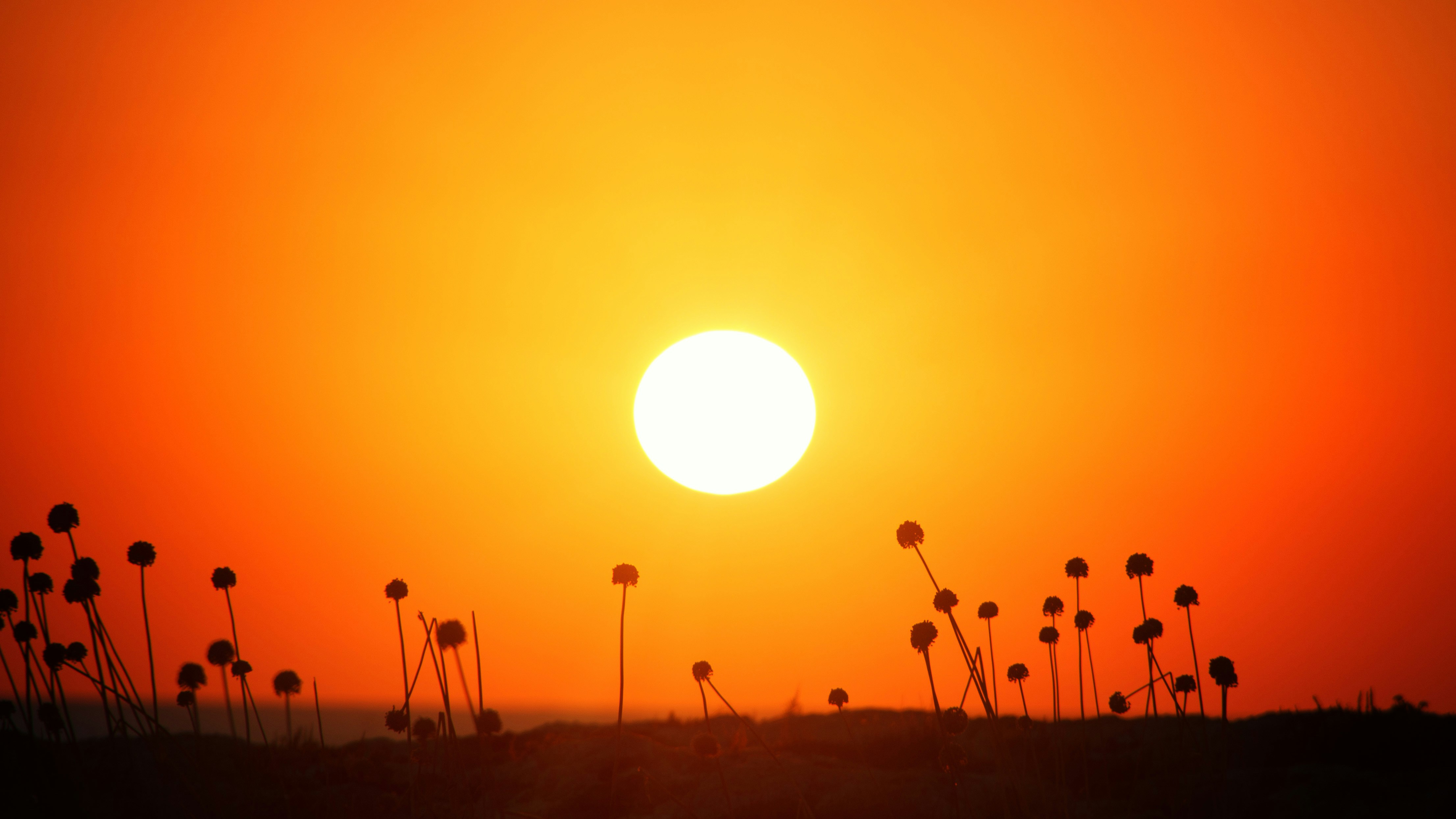 the sun is setting over a field of flowers
