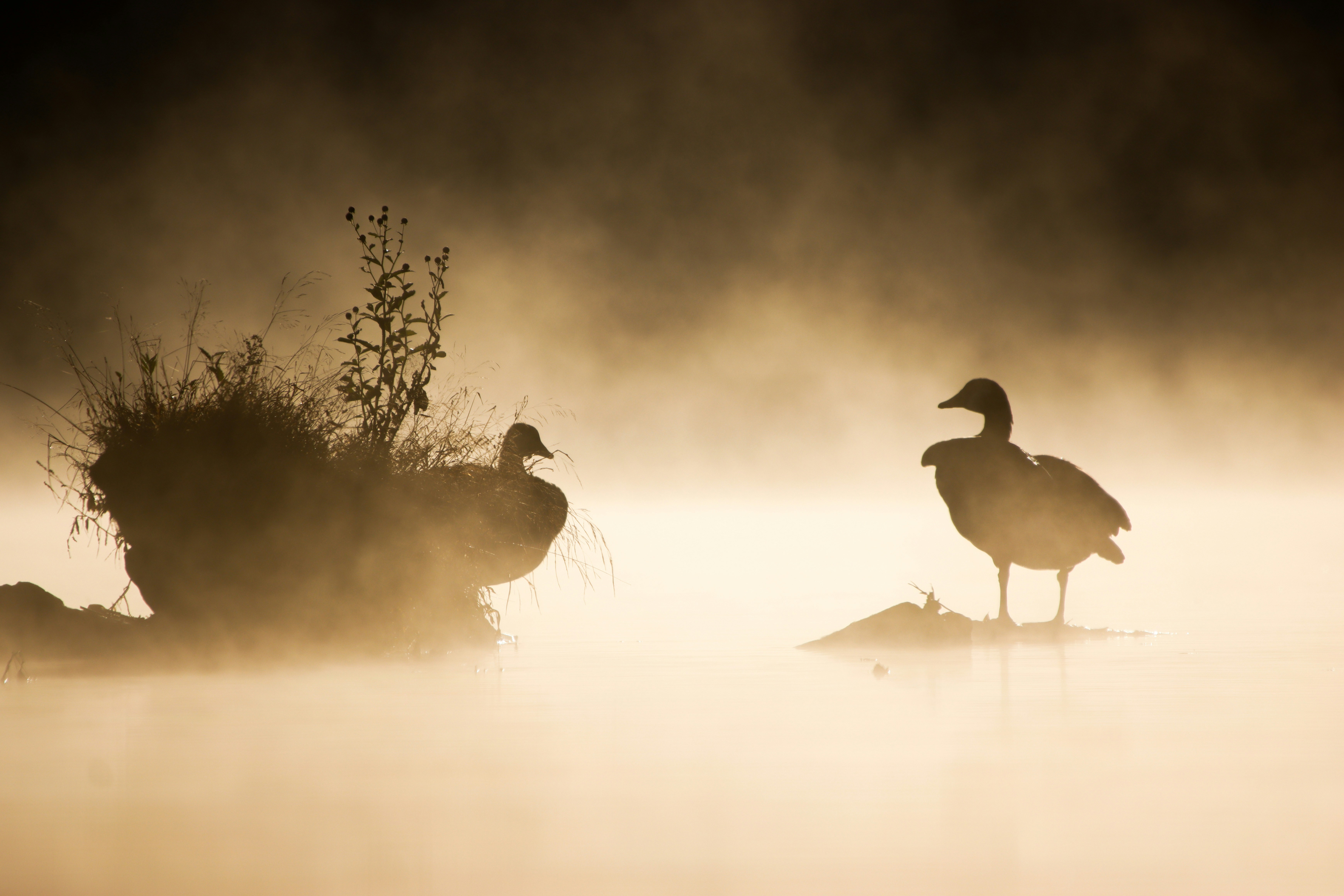 Photo by alla_kemelmakher