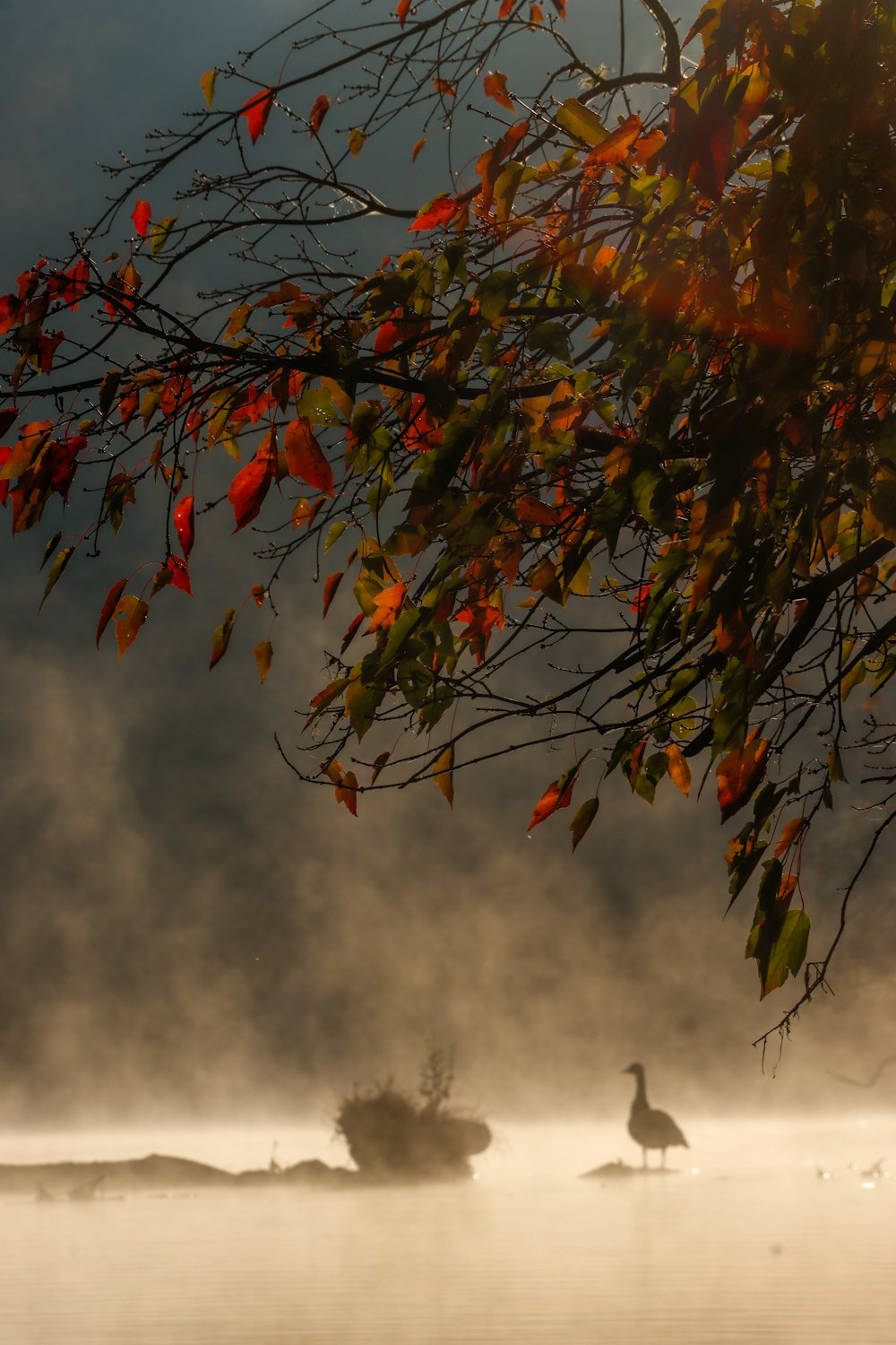 a bird sitting on a tree branch in the fog