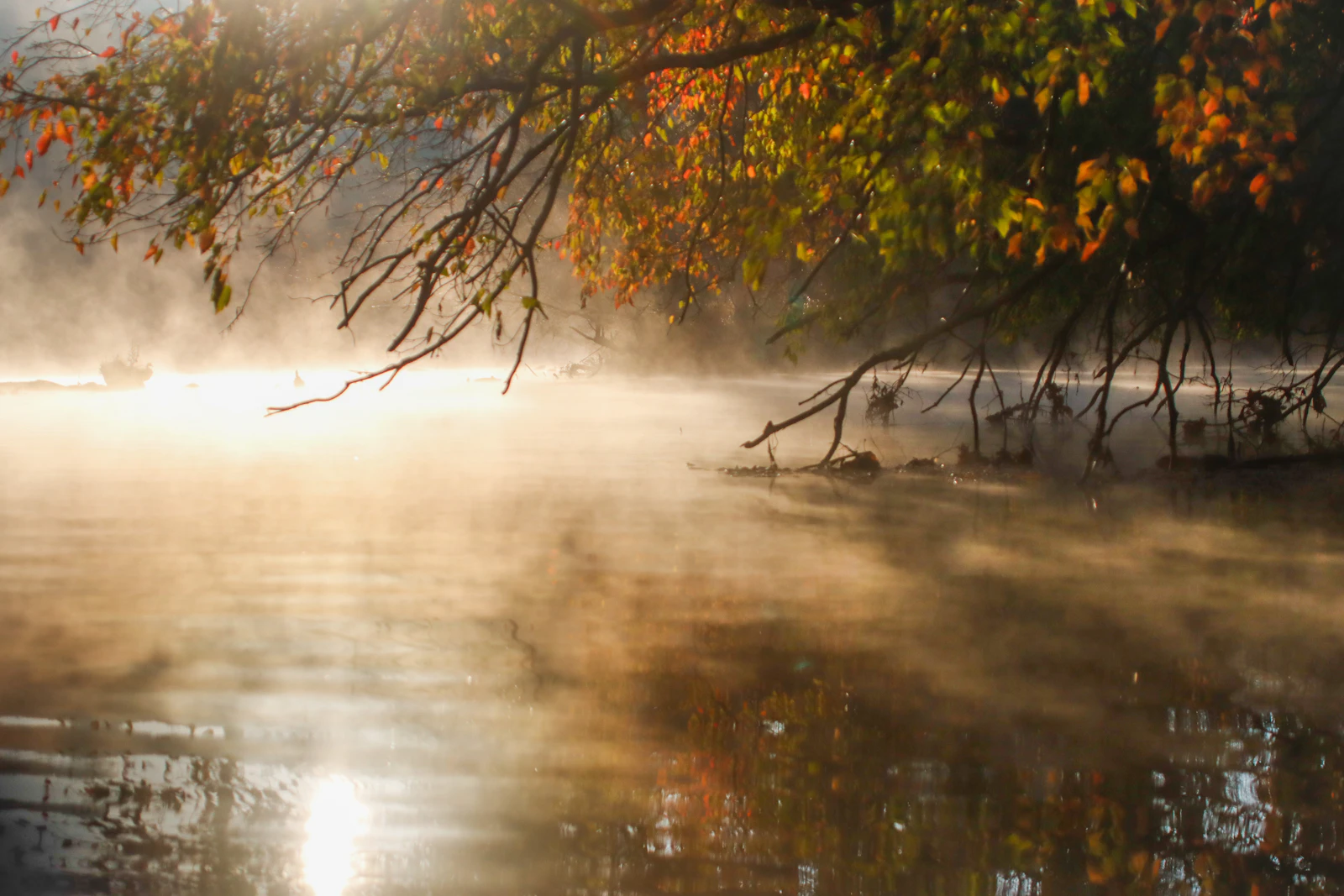 Mist rising off a fall river at sunrise under turning leaves — cold mornings are prime streamer time before the BWOs come off