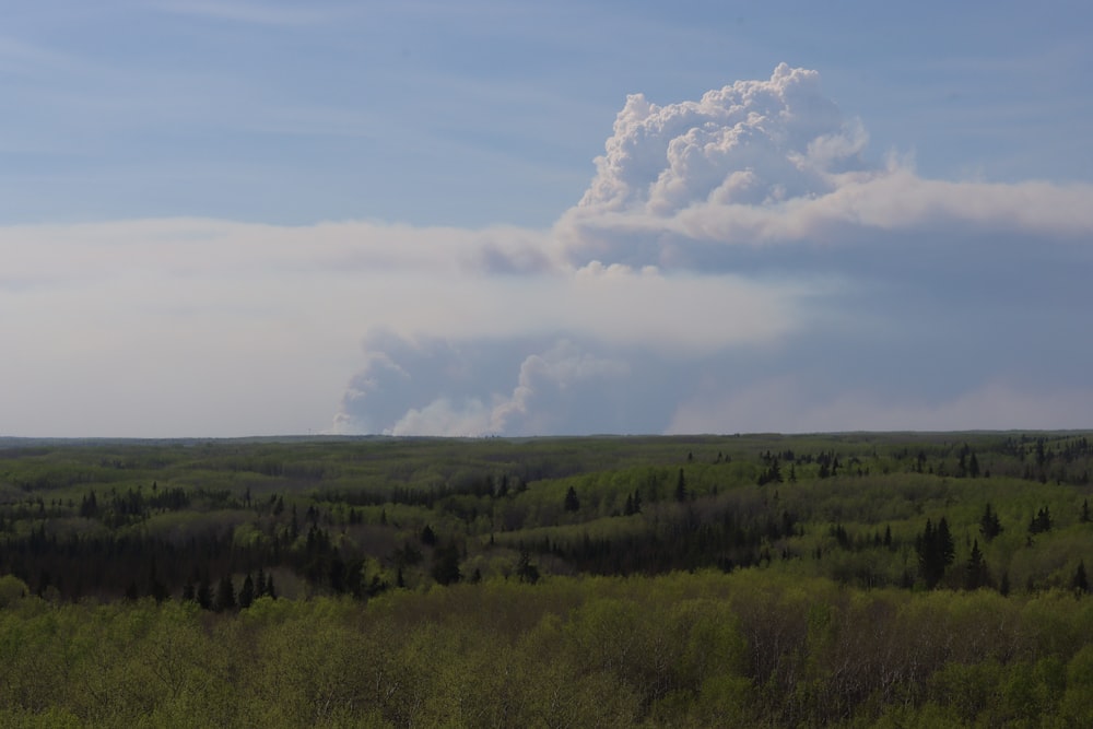 a large cloud of smoke is in the sky over a forest