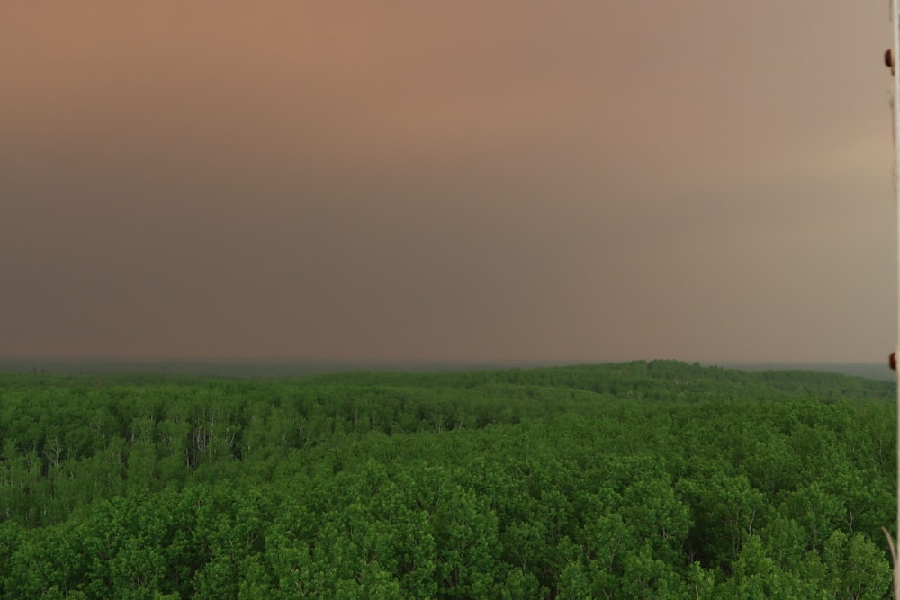 a green forest under a dark sky