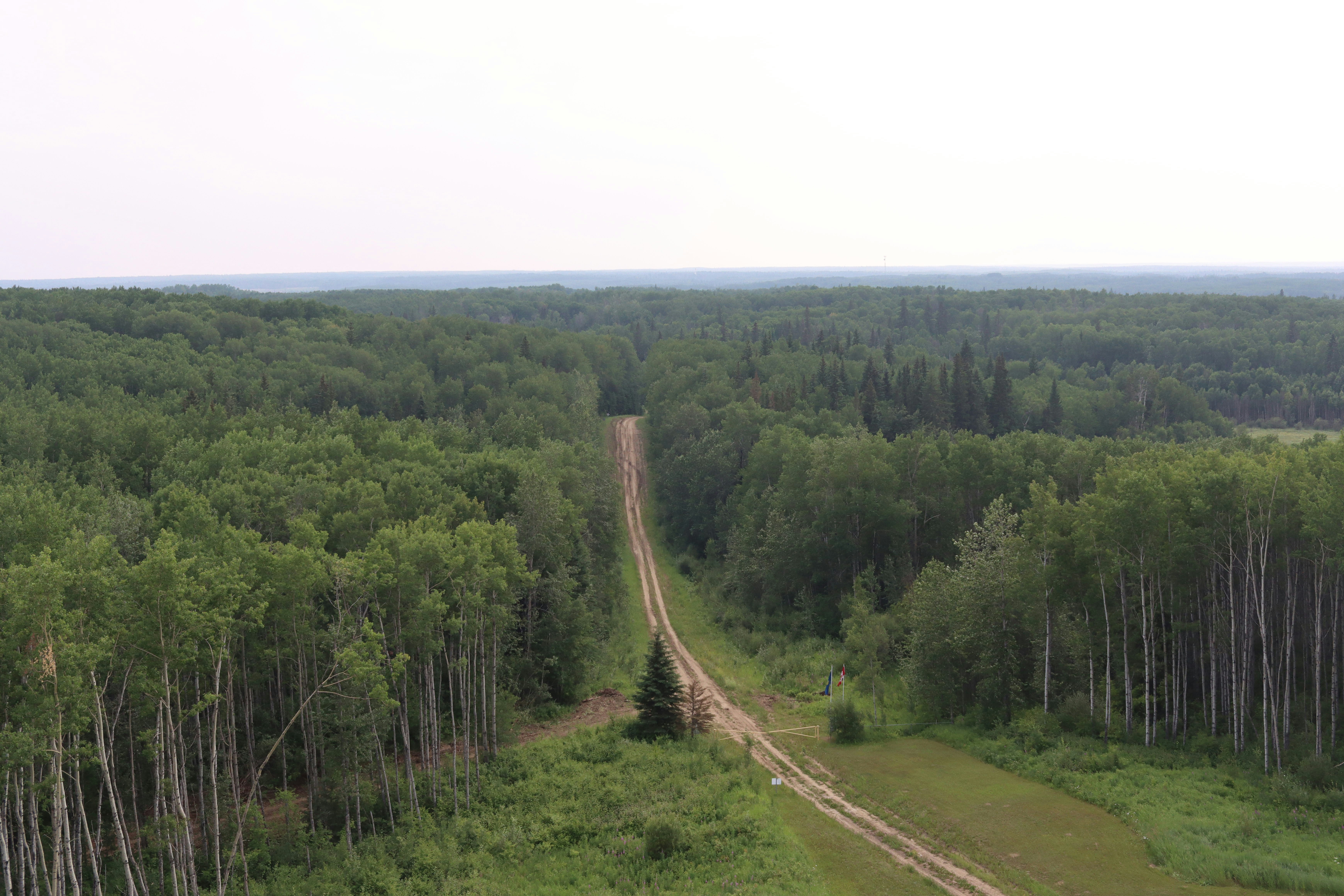 a dirt road in the middle of a forest