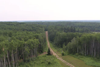 Close-up photograph of a dirt road crossing through dense jungle towards horizon.
