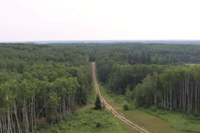 Close-up photograph of a dirt road crossing through dense jungle towards horizon.