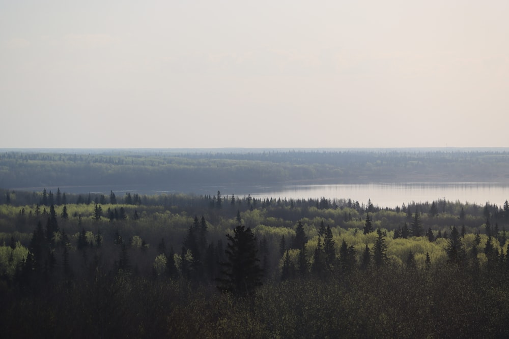 a large body of water surrounded by trees