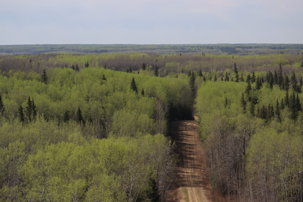 a dirt road in the middle of a forest