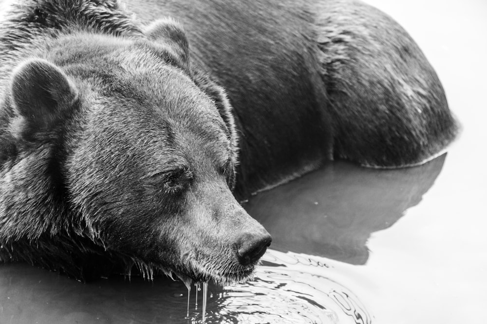 a black and white photo of a bear in the water