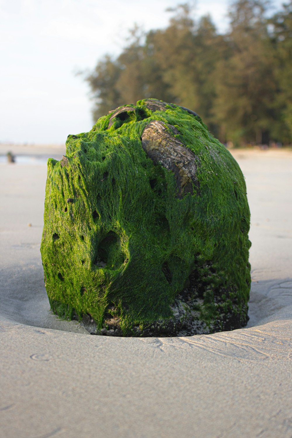 a rock covered in green moss on a beach