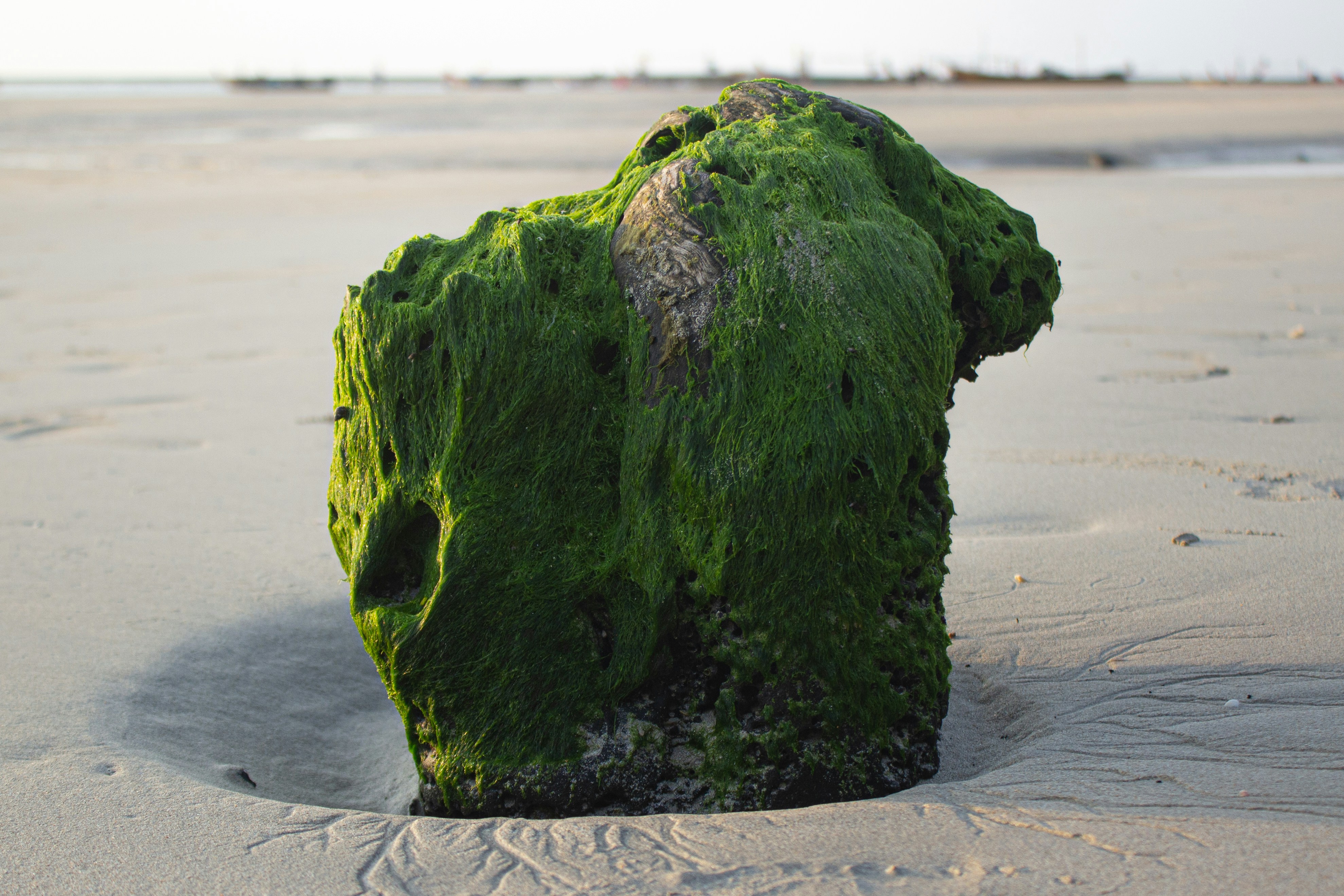 uma rocha coberta de musgo verde em uma praia
