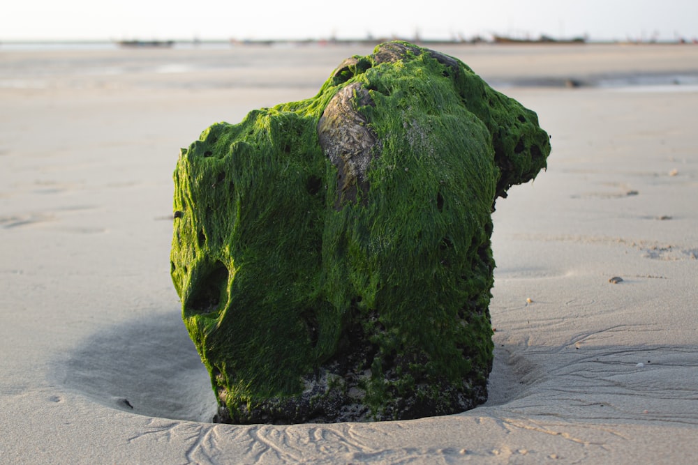 a rock covered in green moss on a beach