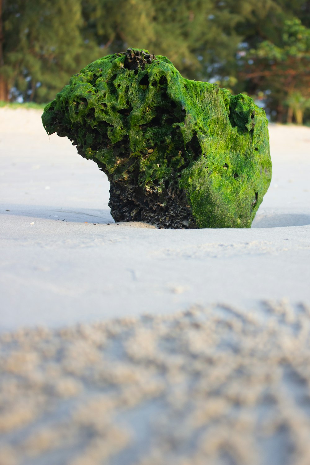 a rock covered in green moss in the snow