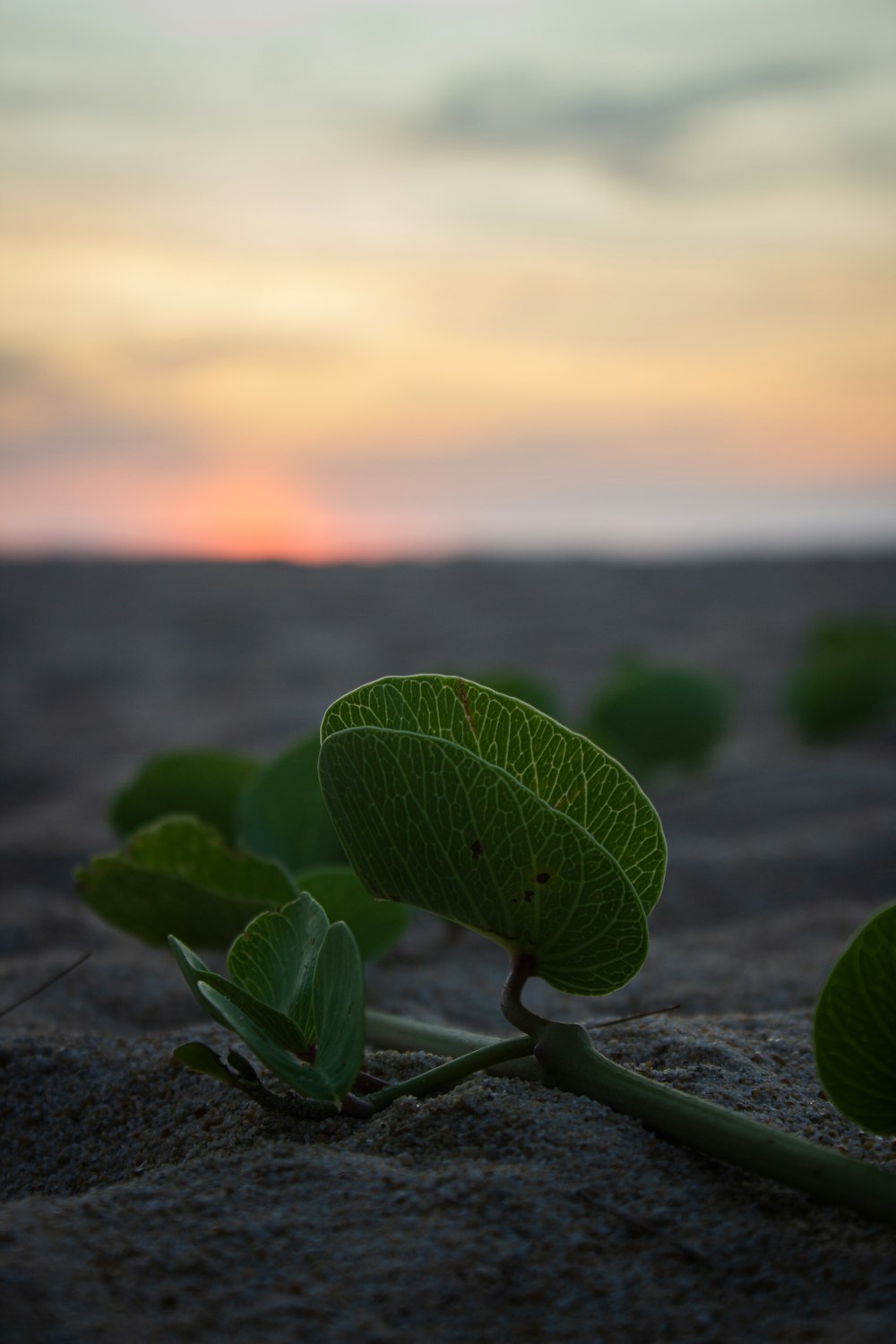 a close up of a plant with a sunset in the background