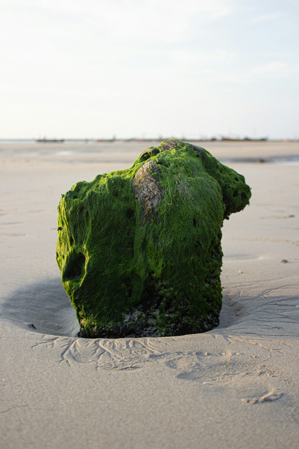 a rock covered in green algae on a beach