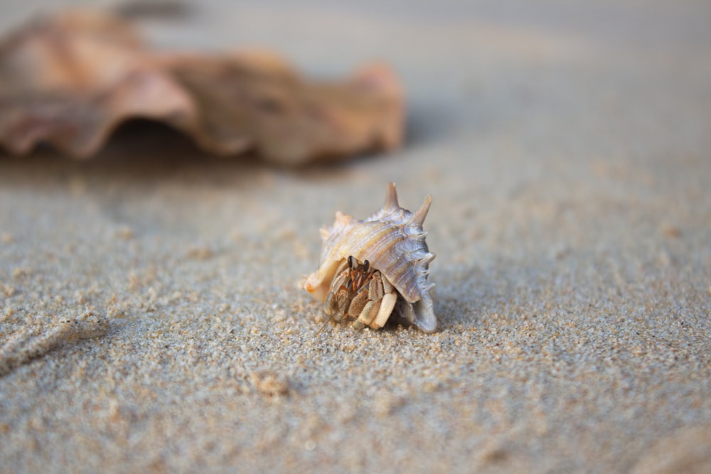 a close up of a sea shell on a sandy beach
